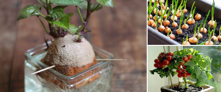 10 Vegetables That Are Too Easy To Grow Inside