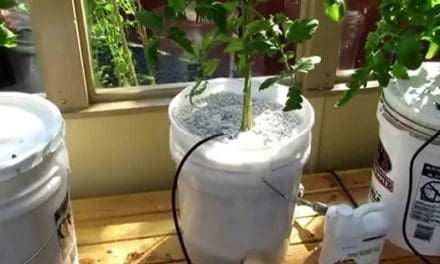 DIY Dutch Bucket Hydroponics System