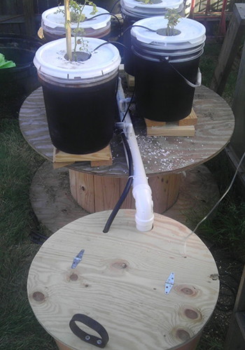 DIY Dutch Bucket Hydro System