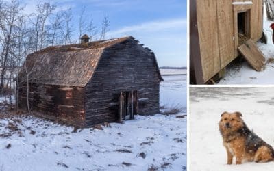 How To Keep Your Livestock Safe In Bad Winter Weather