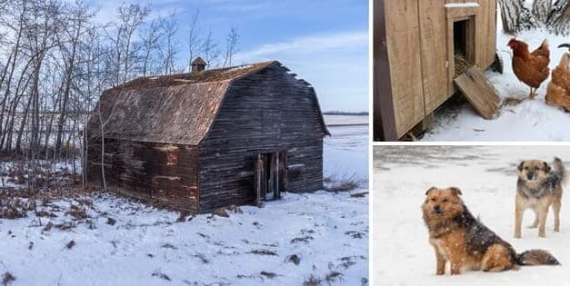 How To Keep Your Livestock Safe In Bad Winter Weather