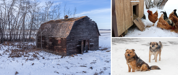 How To Keep Your Livestock Safe In Bad Winter Weather