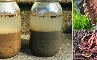 How to Prepare Your Soil For Your Spring Garden