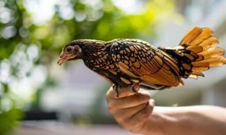 Mini Chickens