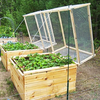 Raised Bed VS In-Ground Gardens - Self Sufficient Projects