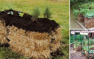 Straw Bale Gardening 101