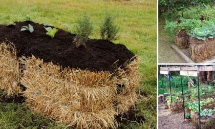 Straw Bale Gardening 101