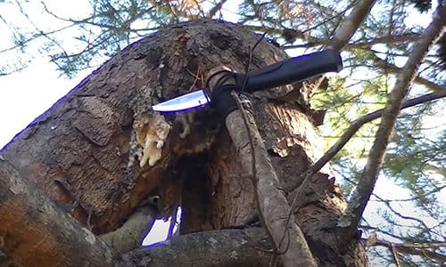 16 Uses Of Sticky Sap For Wilderness Survival And Self-Reliance