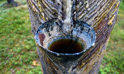 16 Uses Of Sticky Sap For Wilderness Survival And Self-Reliance