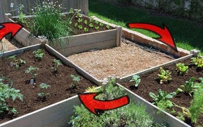 Everything You Need To Know About Crop Rotation (And Why You Should Do It)