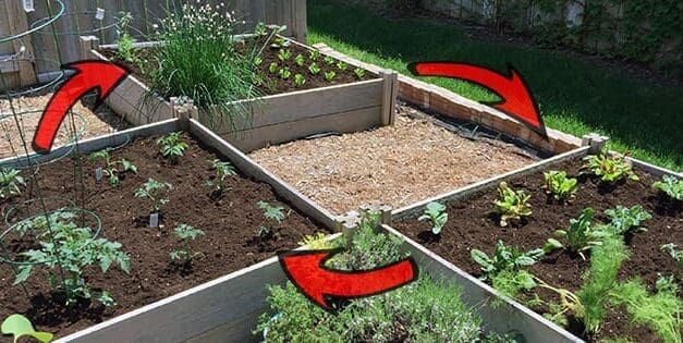 Everything You Need To Know About Crop Rotation (And Why You Should Do It)
