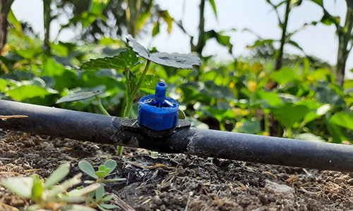 rainwater tank irrigates garden