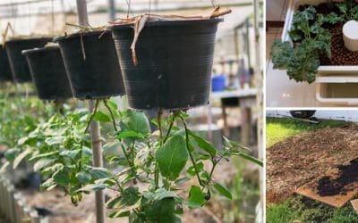 Strange Gardening Tips And Tricks That Really Work