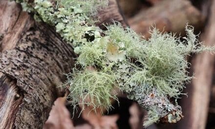 Just Like Doxycycline: The Antibiotic That Grows In Your Backyard