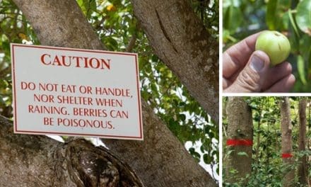 The Most Dangerous Tree In The U.S.