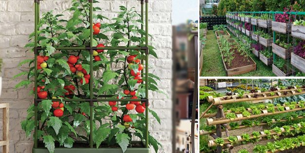 Vertical Garden: 26 Plants To Grow Your Own