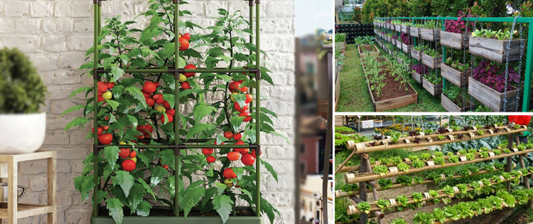 Vertical Garden: 26 Plants To Grow Your Own