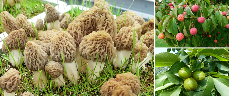 9 Wild Edibles You Should Forage This Spring