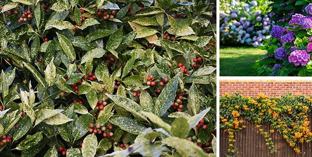 10 Low-Maintenance Plants You Should Add To Your Garden