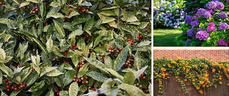 10 Low-Maintenance Plants You Should Add To Your Garden