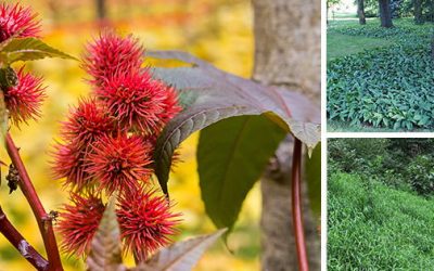10 Plants You Should Never Grow In Your Yard