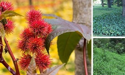 10 Plants You Should Never Grow In Your Yard