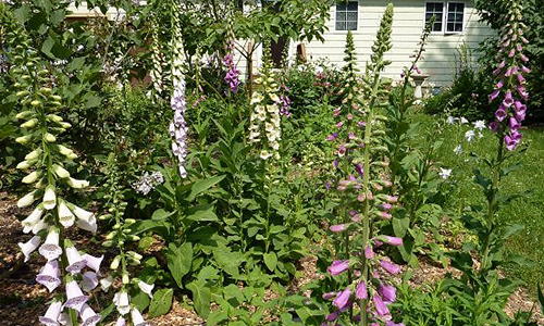 10 Plants You Should Never Grow In Your Yard