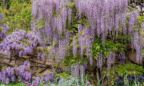 10 Plants You Should Never Grow In Your Yard