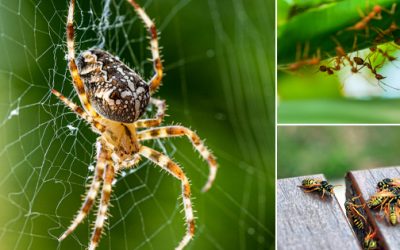 Dangerous Insects That Are Actually Good For Your Garden