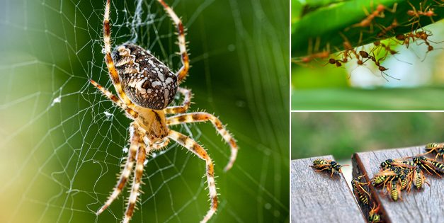 Dangerous Insects That Are Actually Good For Your Garden