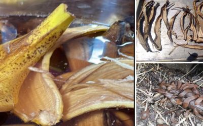 Why You Should Use Banana Peels In Your Garden