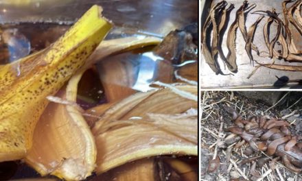 Why You Should Use Banana Peels In Your Garden