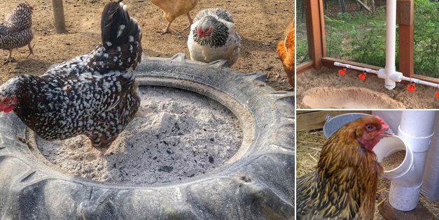 Ingenious Ideas For Taking Care Of Your Chickens