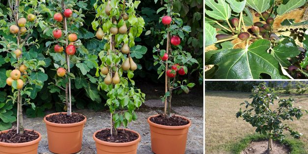 Dwarf Fruit Trees You Can Grow In A Tiny Space