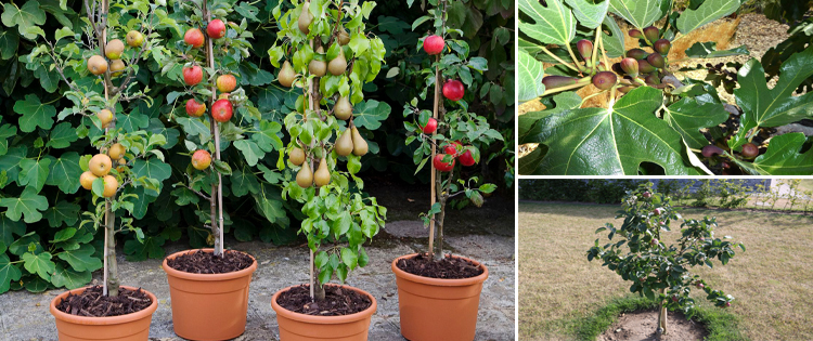 Dwarf Fruit Trees You Can Grow In A Tiny Space
