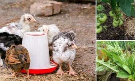 Homesteading To Do’s: May