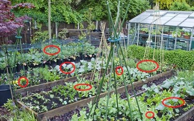 Mosquito and Fly Repellent Plants You Need To Grow For Summer