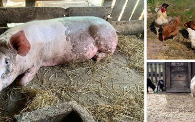 Best And Worst Livestock For Homesteaders