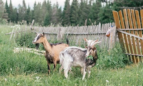 Best and Worst Livestock for Homesteaders