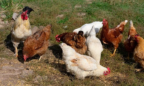 Best and Worst Livestock for Homesteaders