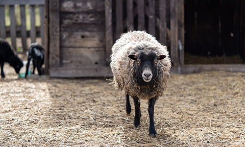 Best and Worst Livestock for Homesteaders