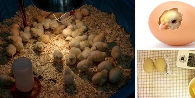 DIY Egg Incubator
