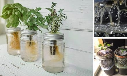 How To Grow Food In A Jar