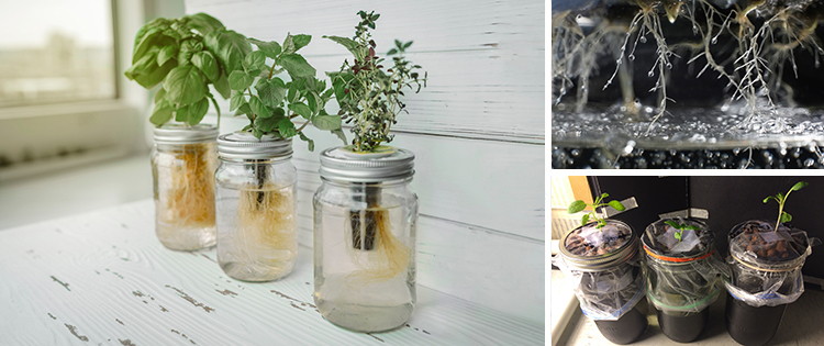 How To Grow Food In A Jar