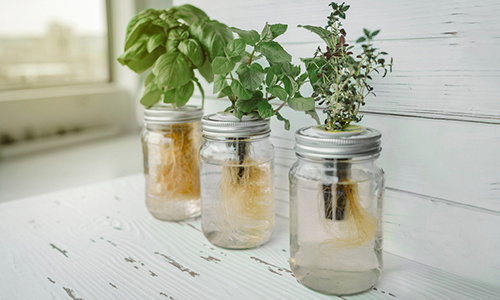 How To Grow Food In a Jar
