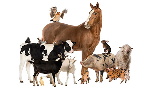 The Dos and Don'ts of Buying Livestock