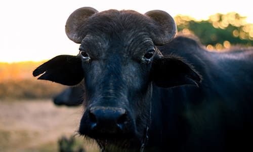 The Dos and Don'ts of Buying Livestock