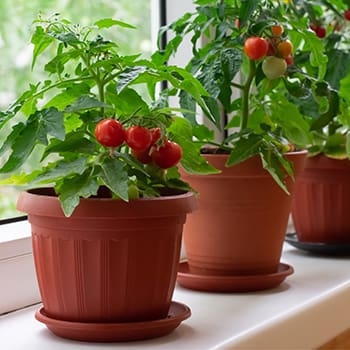 How to Grow Vegetables in Small Spaces - Self Sufficient Projects