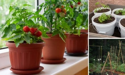 How to Grow Vegetables in Small Spaces