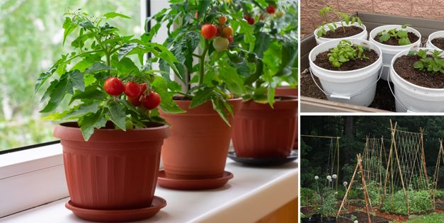 How to Grow Vegetables in Small Spaces